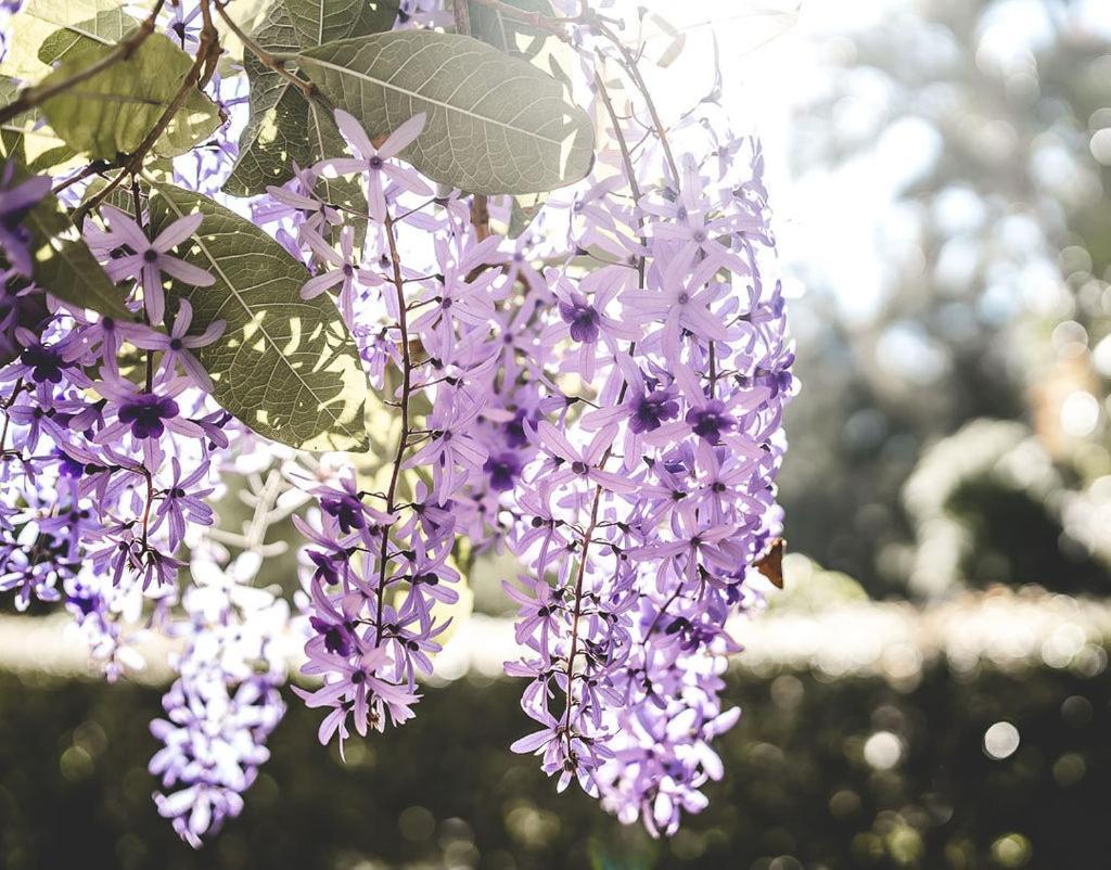 Noosa Valley Manor B&B Doonan Zewnętrze zdjęcie