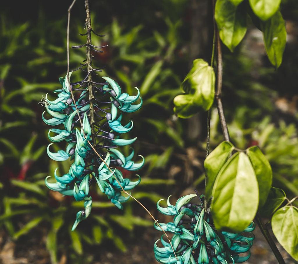 Noosa Valley Manor B&B Doonan Zewnętrze zdjęcie